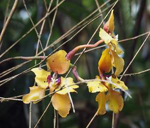 Orchid Xxx Yellow