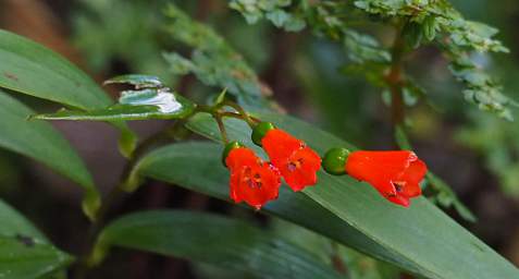 Flower Xxx Red