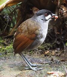 Jocotoco Antpitta