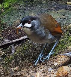 Jocotoco Antpitta