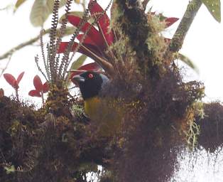Hooded Mountain Tanager
