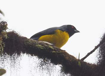 Hooded Mountain Tanager