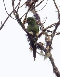 Golden Plumed Parakeet
