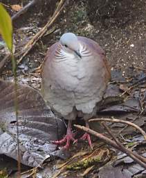 White Throated Quail Dove