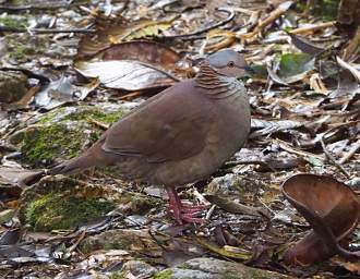 White Throated Quail Dove