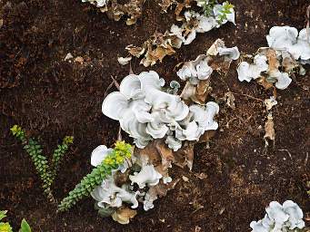 Casa Simpson Fungus Xxx Green