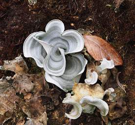 Casa Simpson Fungus Xxx Green