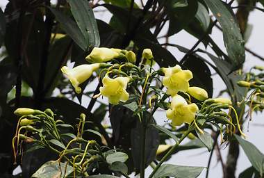 Flower Xxx Yellow