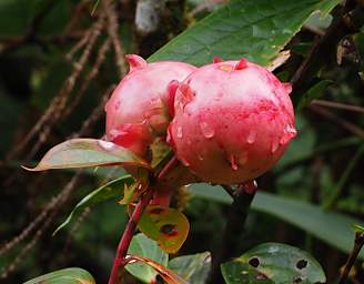 Flower Xxx Red