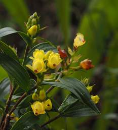 Flower Xxx Yellow