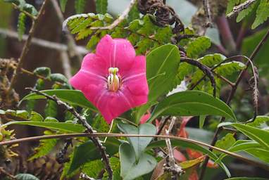 Flower Xxx Pink