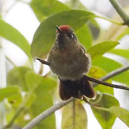 Rufous Capped Thornbill