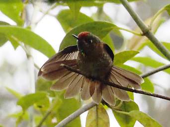Rufous Capped Thornbill