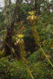 Flower Xxx Yellow