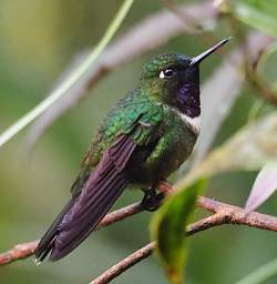 Amethyst Throated Sunangel