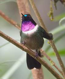 Amethyst Throated Sunangel