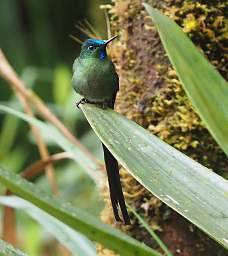 Long Tailed Sylth
