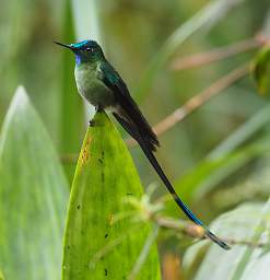 Long Tailed Sylth