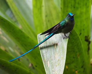 Long Tailed Sylth