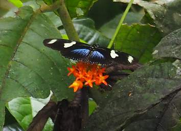 Casa Simpson Butterfly Doris Longwing Heliconius Doris
