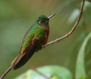 Chestnut Breasted Coronet