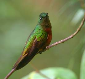 Chestnut Breasted Coronet