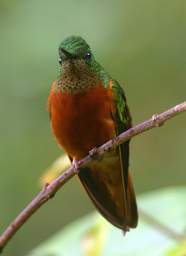 Chestnut Breasted Coronet