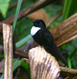 Collared Inca