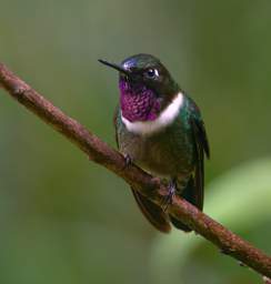 Amethyst Throated Sunangel