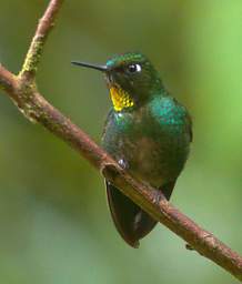 Flame Throated Sunangel