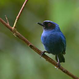 Masked Flowerpiercer