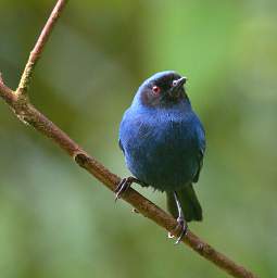 Masked Flowerpiercer