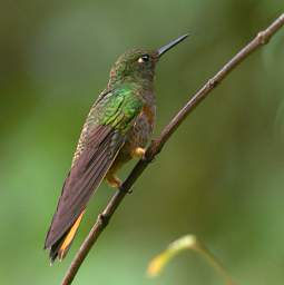 Chestnut Breasted Coronet F