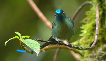 Long Tailed Sylth