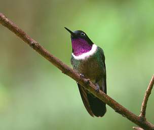 Amethyst Throated Sunangel