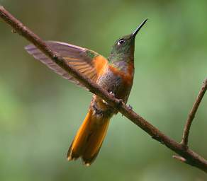 Chestnut Breasted Coronet F