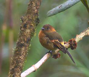 Cinnamon Flycatcher