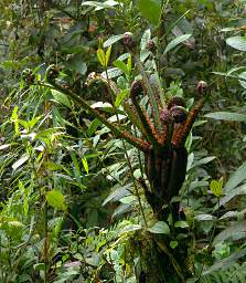 Casa Simpson Huge Fern
