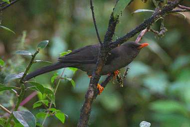 Great Thrush