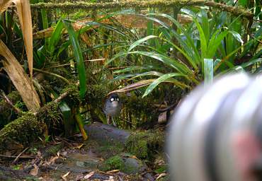 Jocotoco Ant Pitta