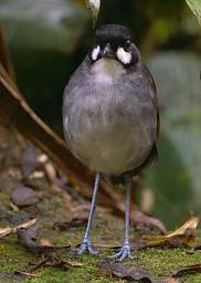 Jocotoco Ant Pitta