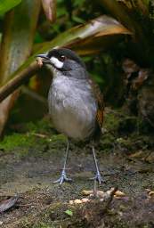 Jocotoco Ant Pitta