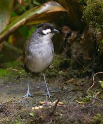 Jocotoco Ant Pitta