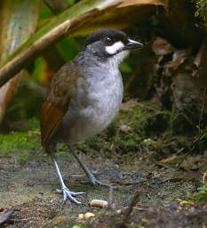 Jocotoco Ant Pitta