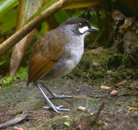 Jocotoco Ant Pitta