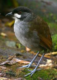 Jocotoco Ant Pitta