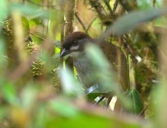 Jocotoco Ant Pitta Juv