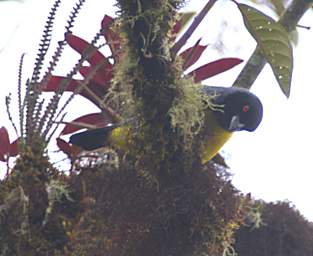 Hooded Mountain Tanager