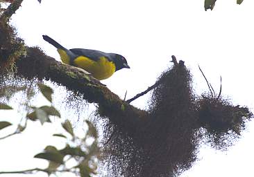 Hooded Mountain Tanager