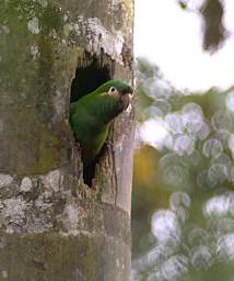 Golden Plumed Parakeet